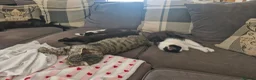 Mixed Breed cats for sale: 4 female kittens available  in Glasgow - Advert 9