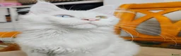 Maine Coon cats for sale: White odd eyes maine coon girl - Advert 11