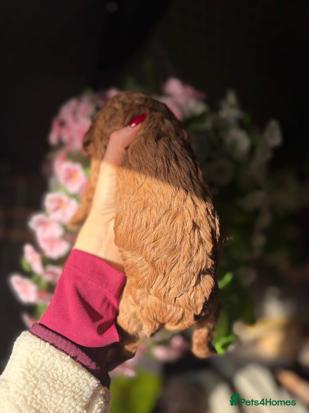 Cockapoo dogs for sale: 3 teddy bear F2 Cockapoo girls available  - Advert 8