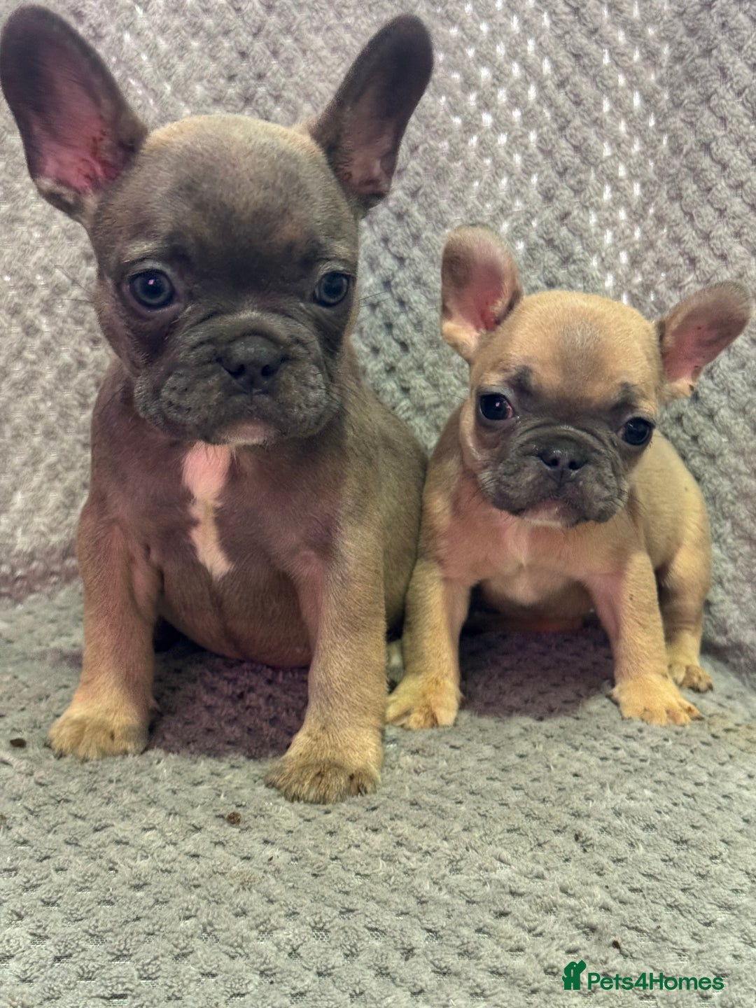 French Bulldog dogs for sale: FRENCH BULLDOG 🐶 - Advert 28