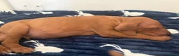 Hungarian Vizsla dogs for sale: 9 KC registered Hungarian Vizla puppies - Advert 22
