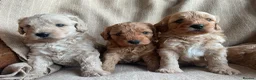 Cavapoochon dogs for sale: Beautiful Cavapoochon Puppies - Advert 8