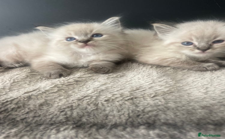 Ragdoll cats - Advert 6