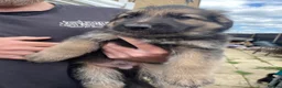 German Shepherd dogs for sale: READY TO GO - German Shepherd Puppies - Advert 26