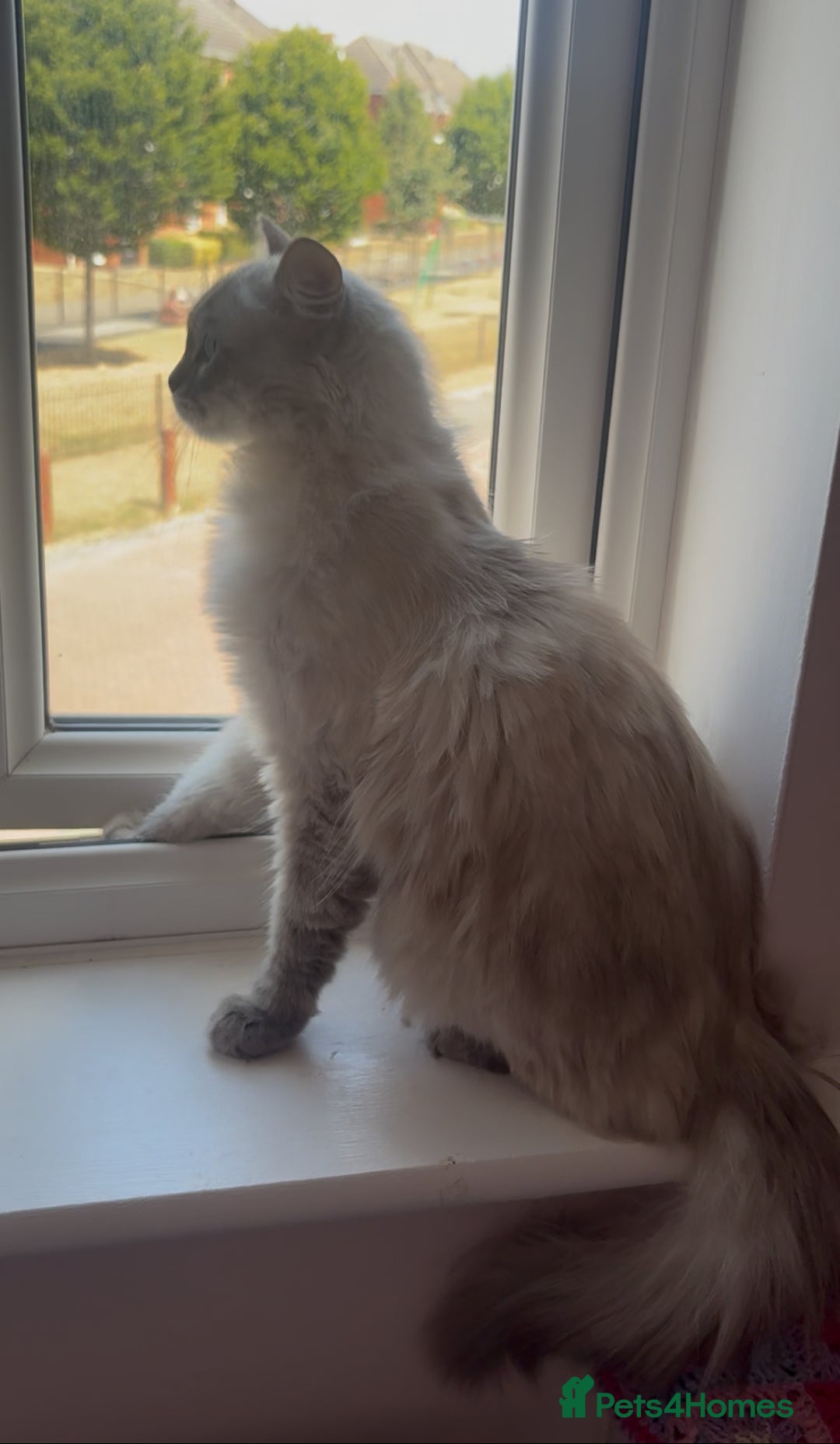 Ragdoll cats for sale: Rehoming this handsome Ragdoll male cross tabby - Image 12