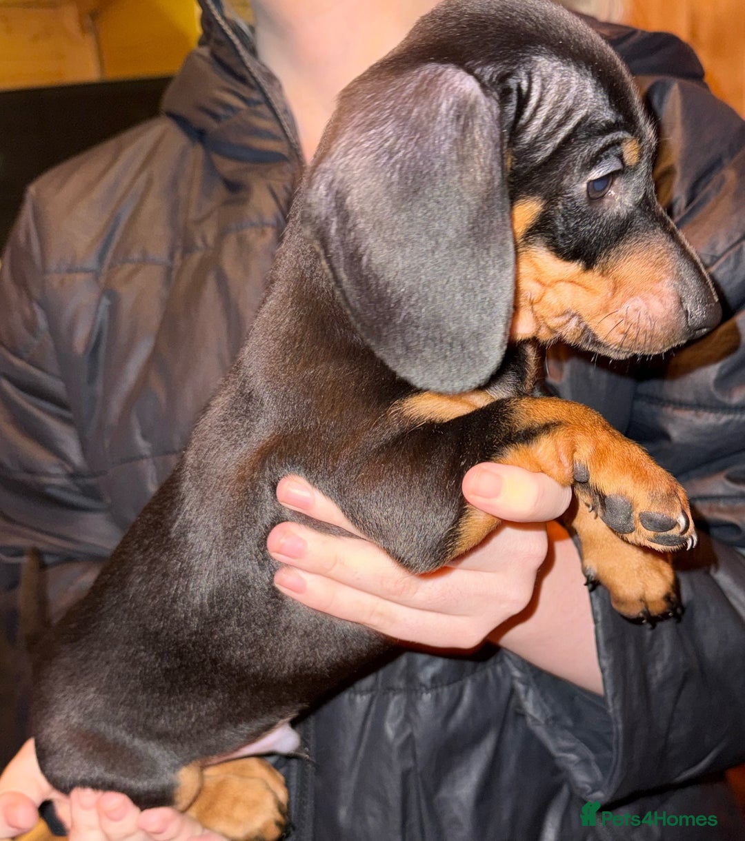 Miniature Dachshund dogs for sale: KC REGISTERED MINIATURE DACHSHUND PUPS - Advert 2