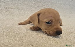 Dachshund dogs for sale: BEAUTIFUL MINI DACSHUNDS - Image 3