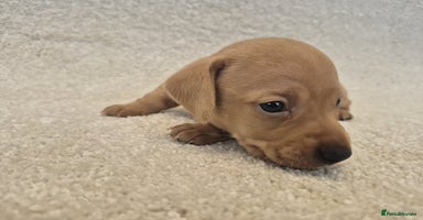 Dachshund dogs - Advert 7