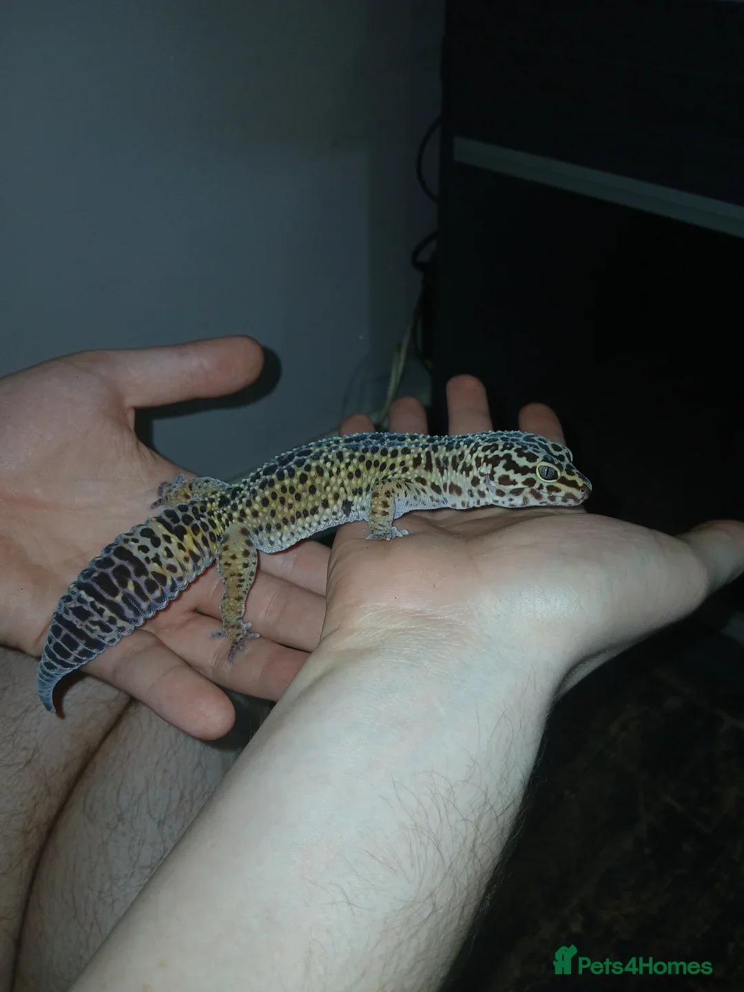 Leopard Gecko reptiles for sale: Leopard Gecko and African Fat tail Gecko  - Advert 1