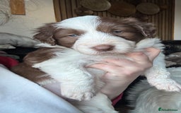 Bearded Collie dogs for sale: Bearded cross x border collie puppies  - Advert 7