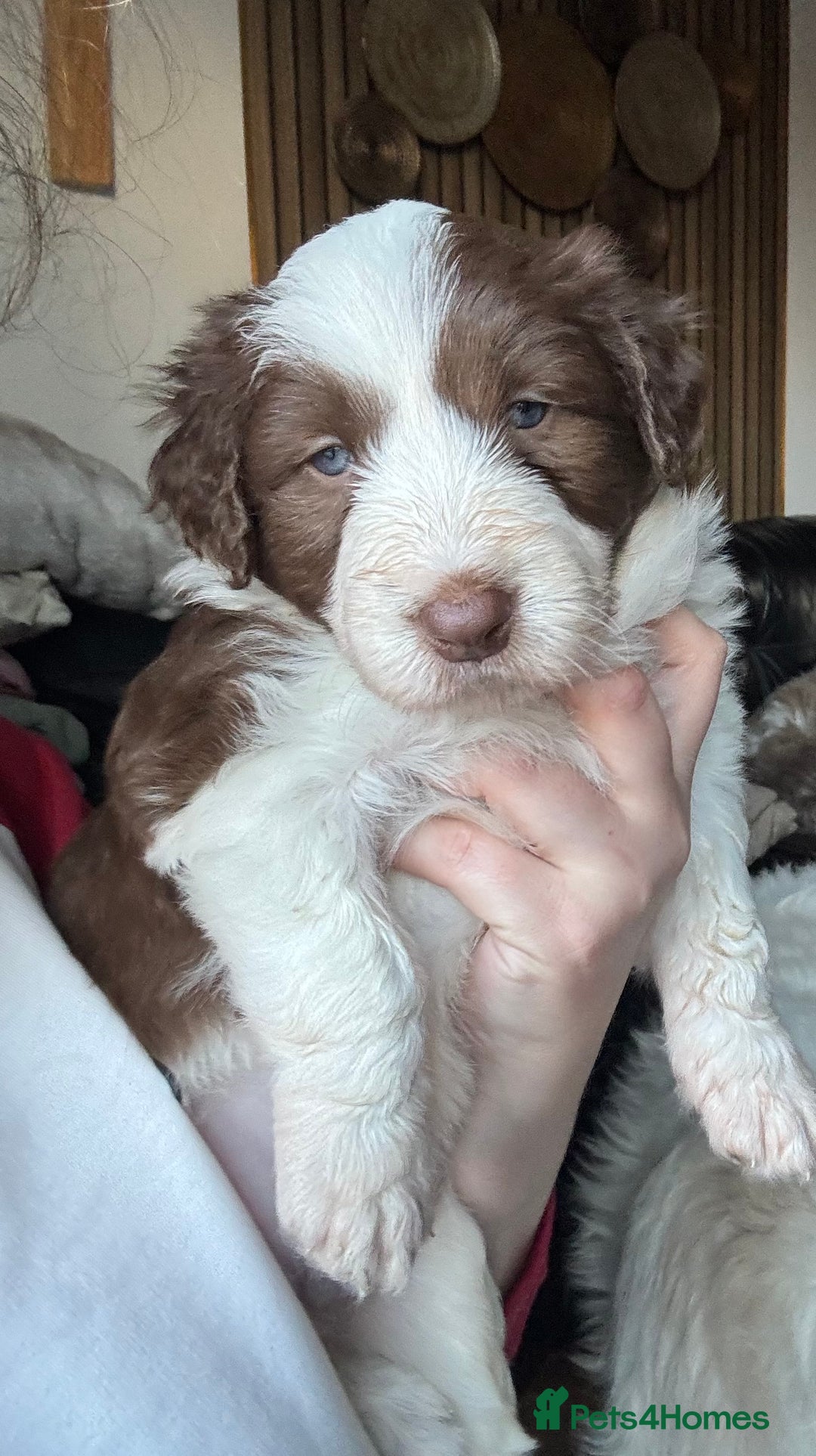 Bearded Collie dogs for sale: Bearded cross x border collie puppies  - Advert 7