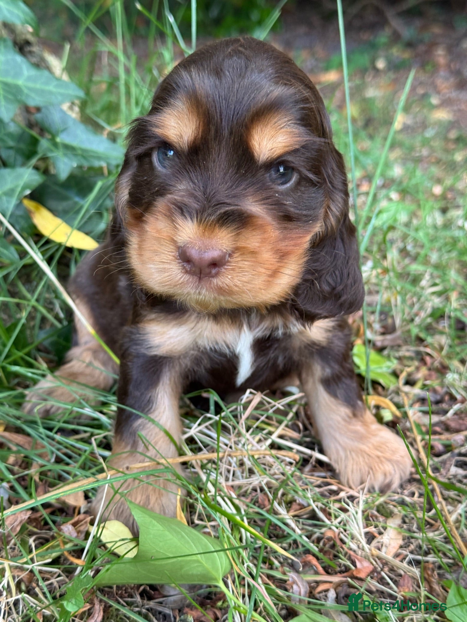 Cocker Spaniel dogs ❤️ 100% SHOWTYPE HEALTH TESTED COCKER SPANIEL ❤️ - Advert 1