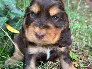 Cocker Spaniel dogs ❤️ 100% SHOWTYPE HEALTH TESTED COCKER SPANIEL ❤️ - Advert 1