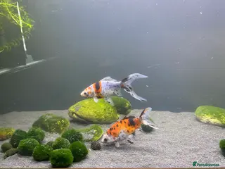 Goldfish fish Shubunkin goldfish 16cm - Advert 1