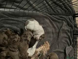 Cocker Spaniel dogs Merl cocker spaniel - Advert 1