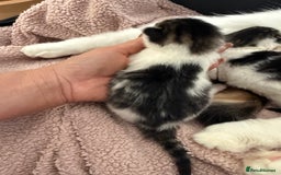 Ragdoll cats for sale: Stunning rare ragdoll cross kittens - Image 6