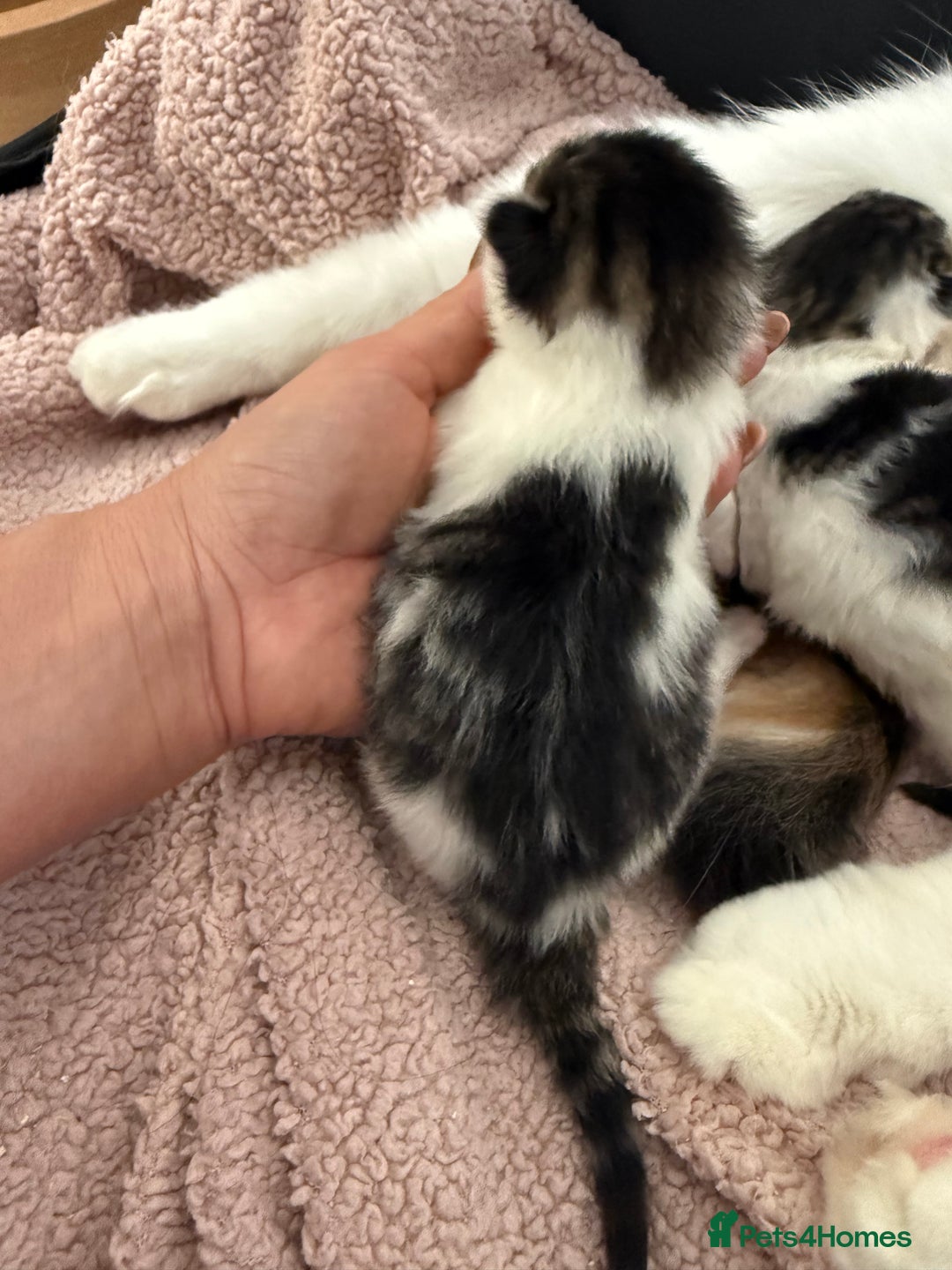 Ragdoll cats for sale: Stunning rare ragdoll cross kittens - Image 6