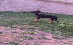 German Shepherd dogs for sale: Skylar - Image 2