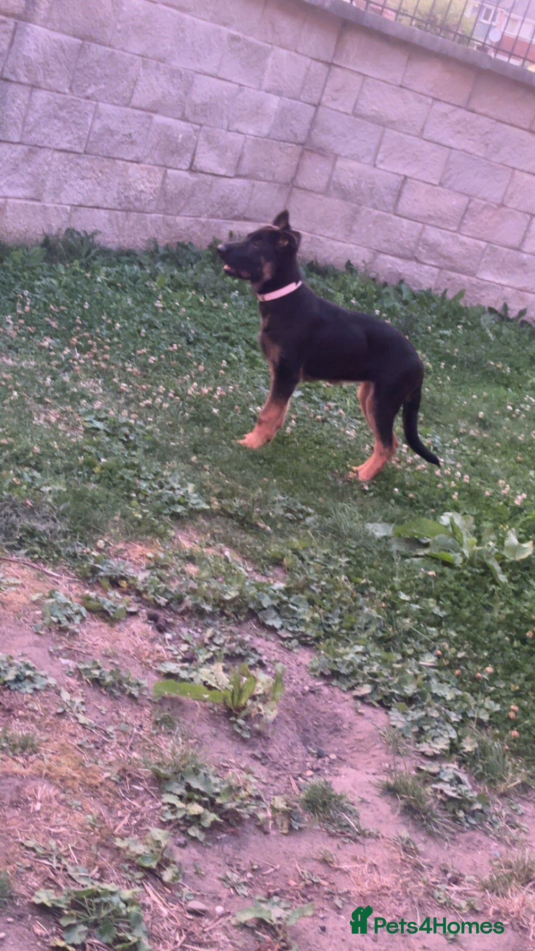 German Shepherd dogs for sale: Skylar - Image 2