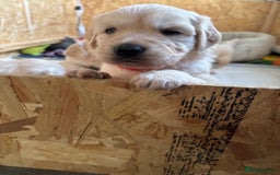 Golden Retriever dogs for sale: Golden retriever puppies  - Image 12