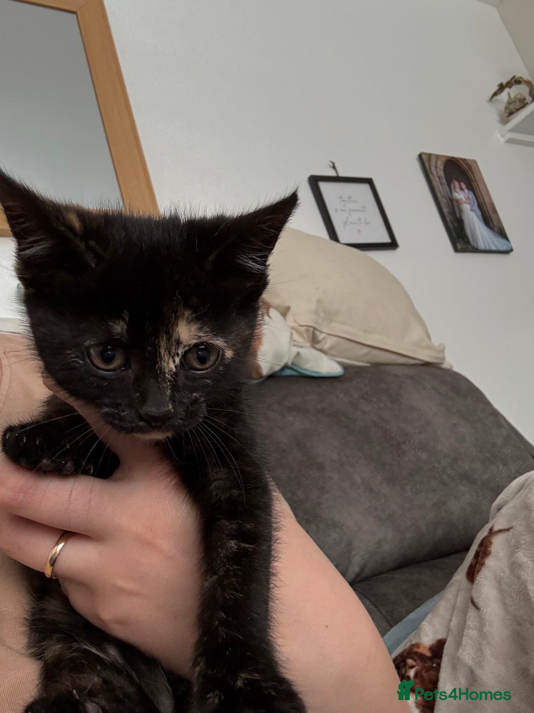 Mixed Breed cats for sale: 3 stunning kittens  - Image 7