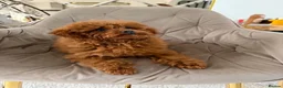 Toy Poodle dogs for sale: Two Adorable Toy Poodles – One Boy & One Girl  - Advert 11