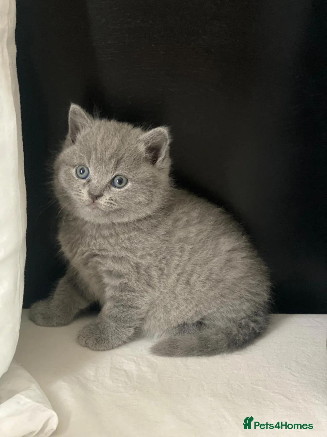 British Shorthair cats for sale: ✨British Shorthair Kittens Ready for Loving Home!✨ - Advert 2