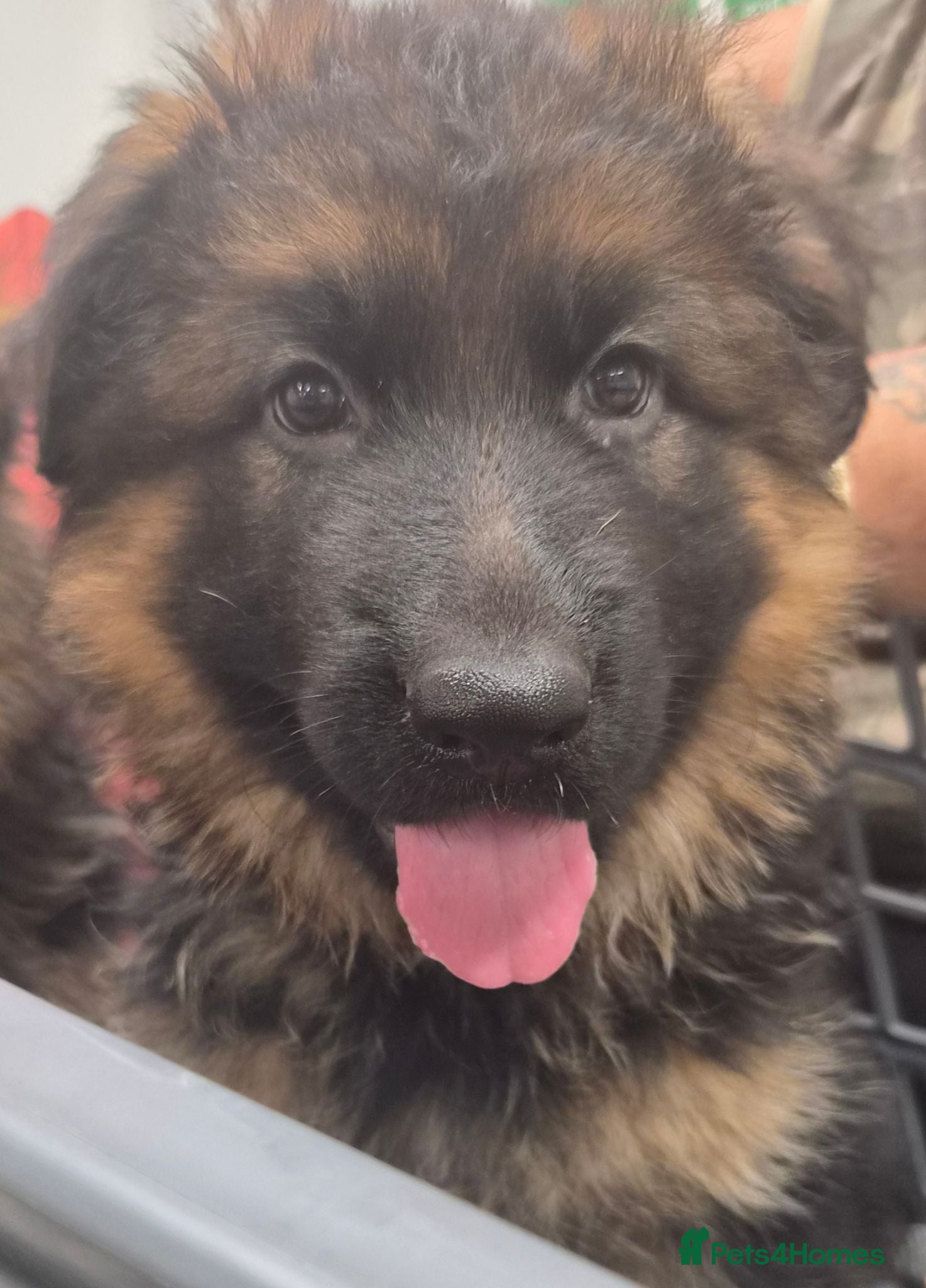 German Shepherd dogs Beautiful German shepherd puppies - Advert 12