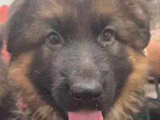 German Shepherd dogs Beautiful German shepherd puppies - Advert 12