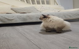 Ragdoll cats for sale: *READY TO LEAVE*beautiful Ragdoll babies for sale  - Image 18
