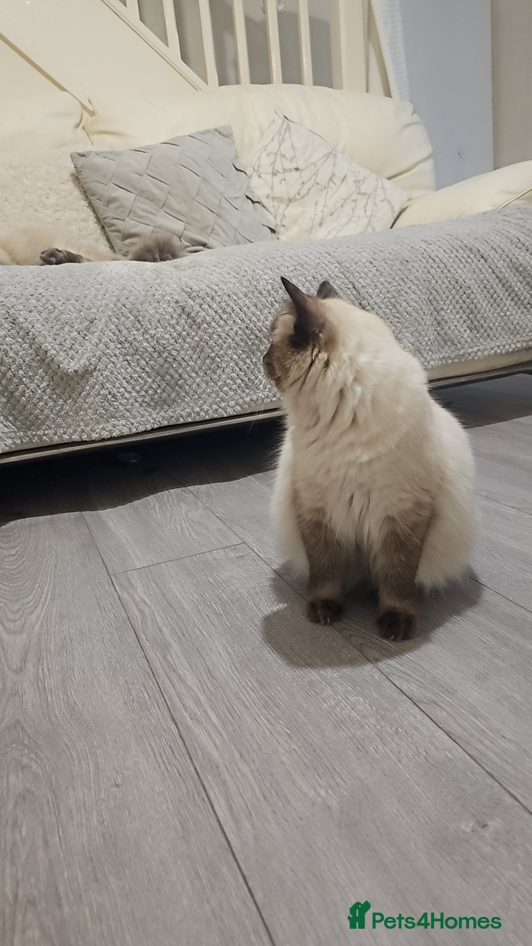Ragdoll cats for sale: *READY TO LEAVE*beautiful Ragdoll babies for sale  - Image 18