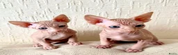 Sphynx cats for sale: Canadian Sphynx Kittens 4 Boys & 1 Girl  in Romford - Advert 3