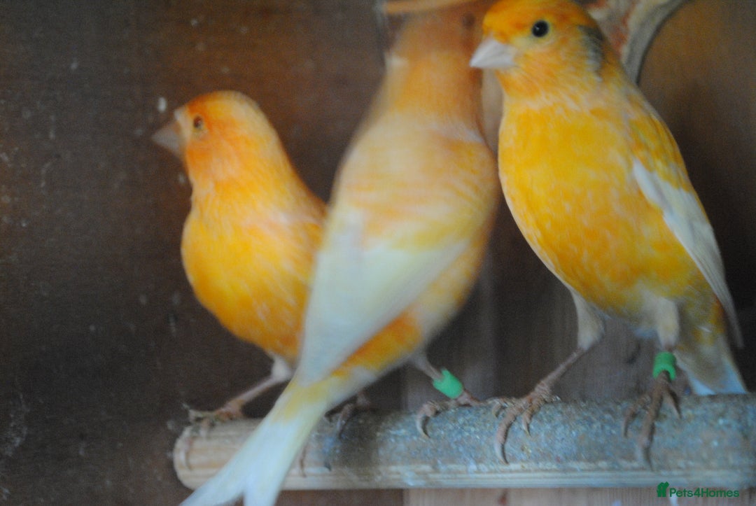 Canaries birds for sale: canaries - Advert 1