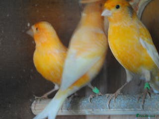 Canaries birds canaries - Advert 7