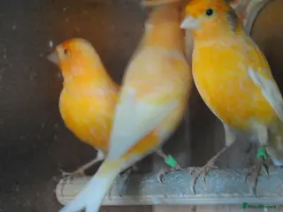 Canaries birds canaries - Advert 20