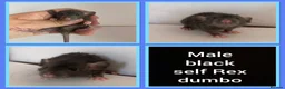 Rat rodents for sale: Adorable baby rats for sale  - Advert 13