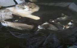 Scottish Fold cats for sale: 3 male scottish folds - Image 4