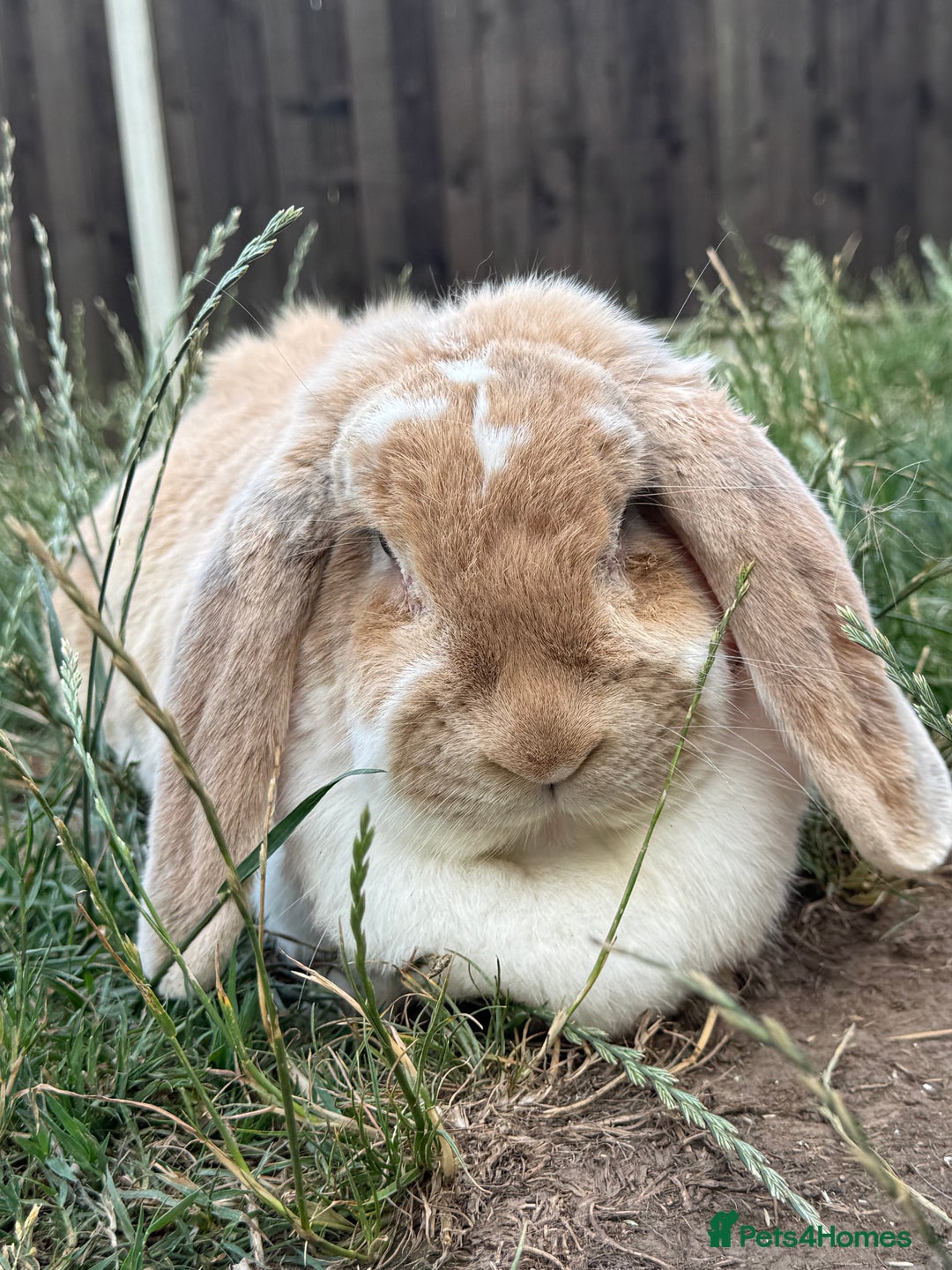 French Lop rabbits for sale: French Lops looking for new homes  - Image 4