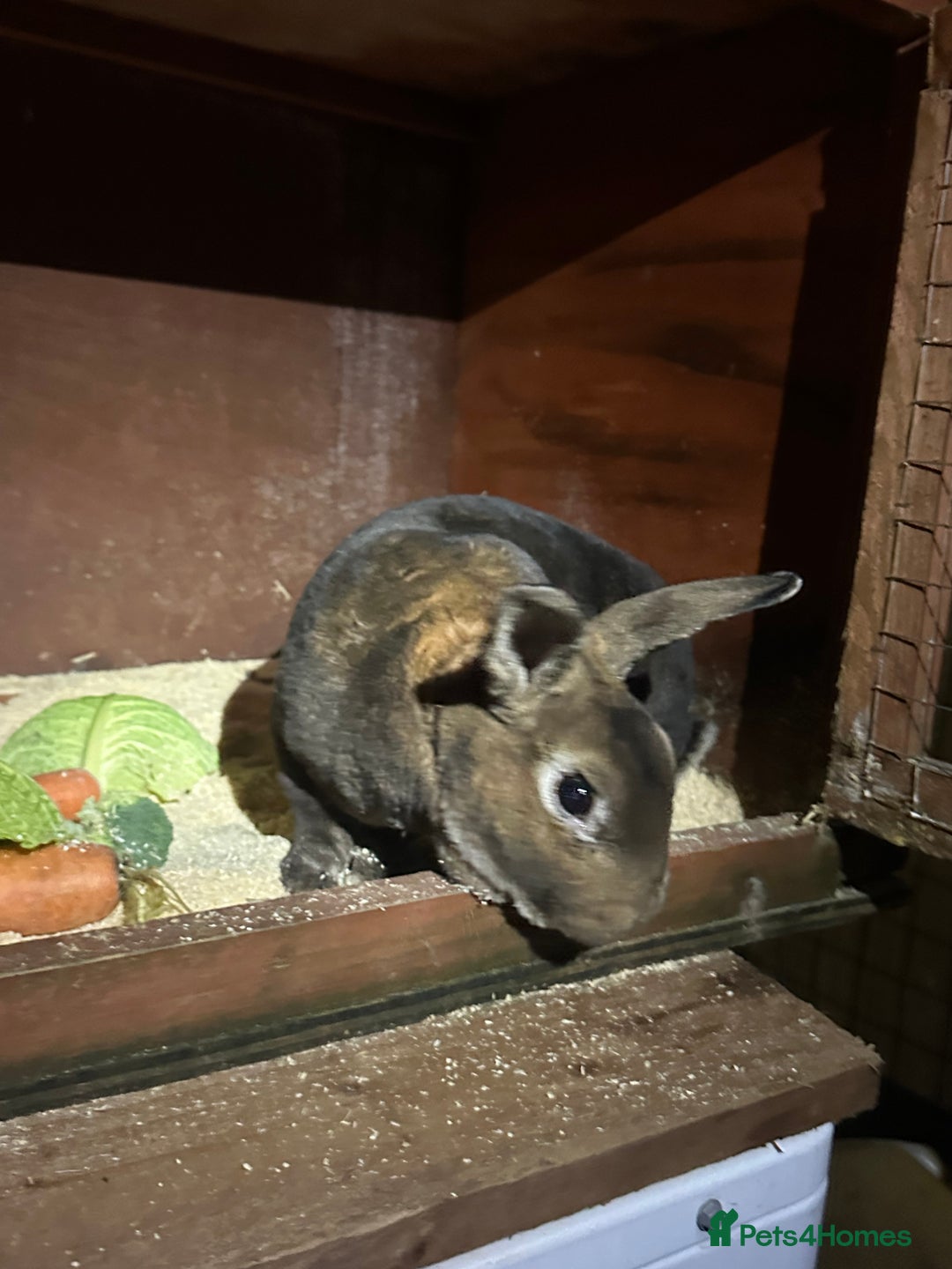 Rex rabbits for sale: Stunning Rex bucks  - Advert 4