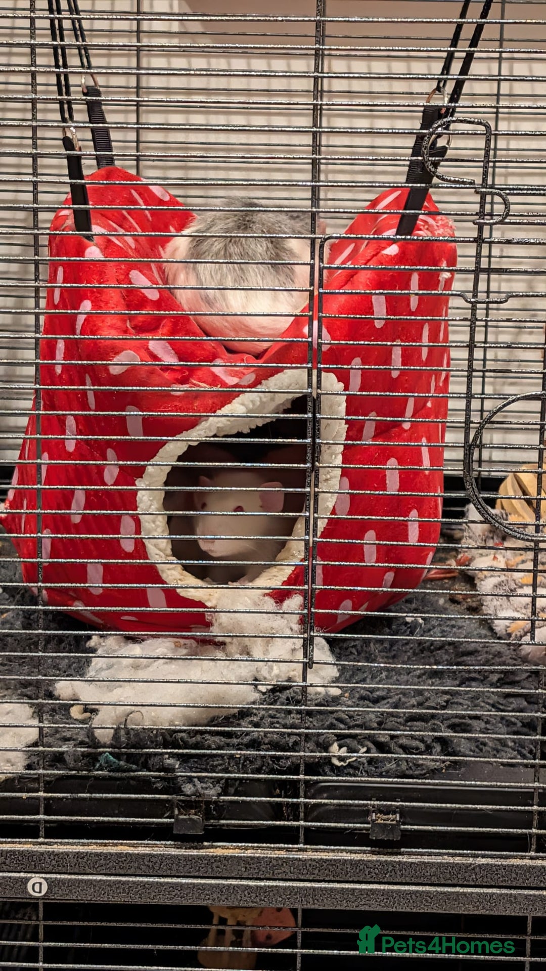 Rat rodents for sale: 4 boy rat's to go to a loving home  - Advert 3