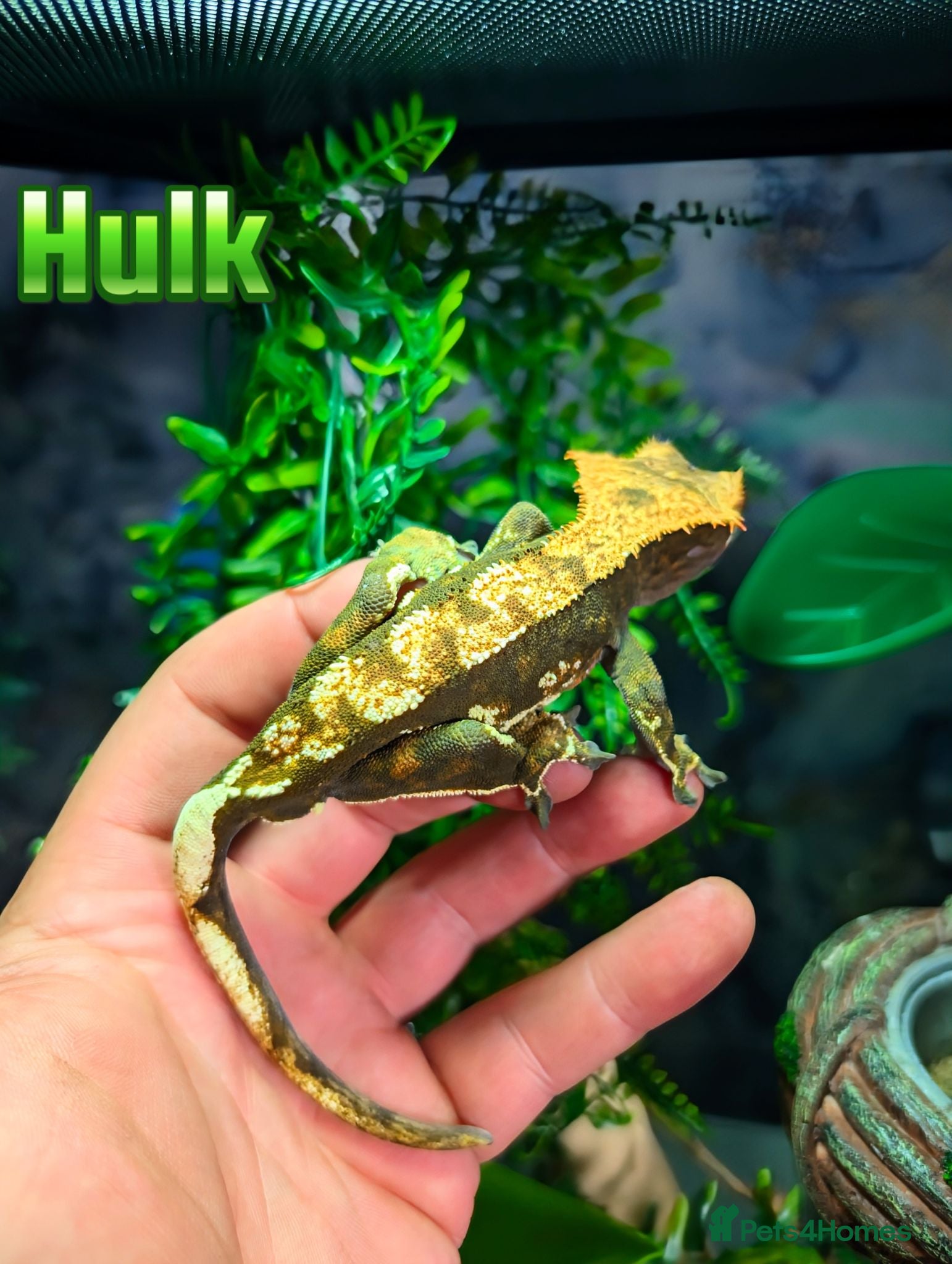 Gecko reptiles Male Crested Gecko & full set up - Advert 13