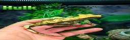 Gecko reptiles for sale: Male Crested Gecko & full set up in Oldham - Advert 1