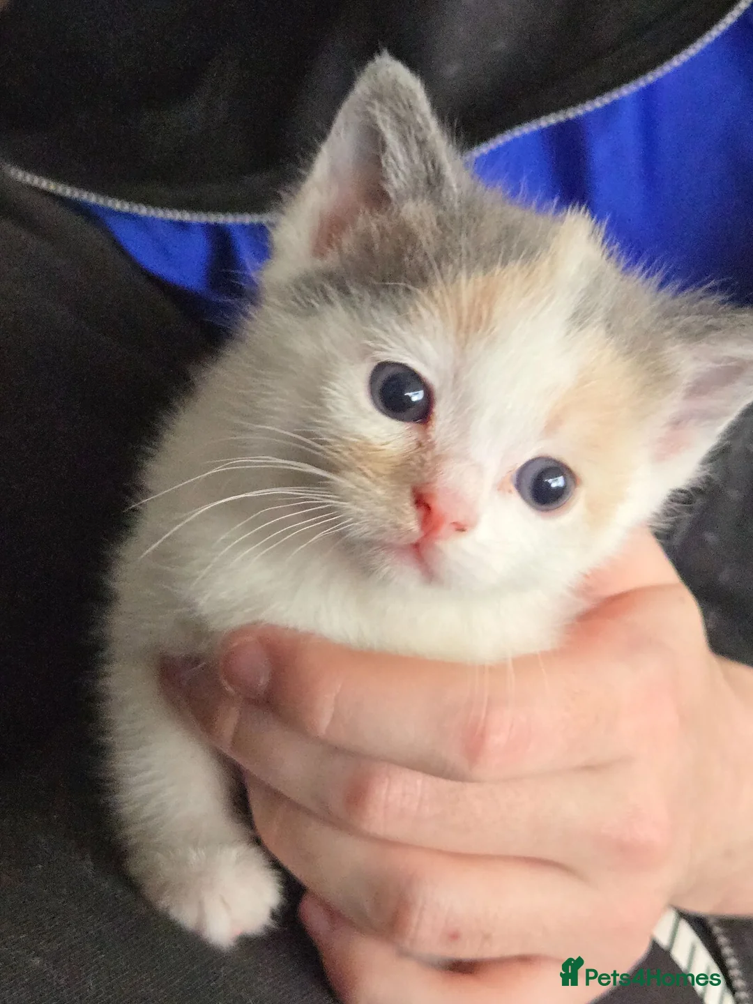 Mixed Breed cats for sale: Cute Calico, Tuxedo & Black babies (from £150) - Advert 2