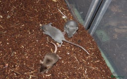 Mouse rodents for sale: Mixture of Fancy Mice For Sale  - Image 14