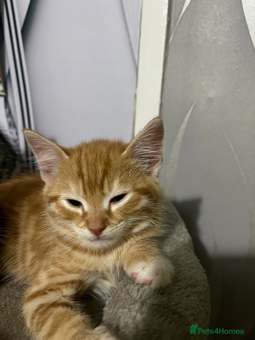 Mixed Breed cats for sale: Kittens for sale  - Image 14