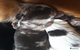 Sprocker dogs for sale: Gorgeous Merle Sprockers.  - Image 5