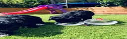 Sproodle dogs for sale: Stunning F1 Sproodles  - Advert 3