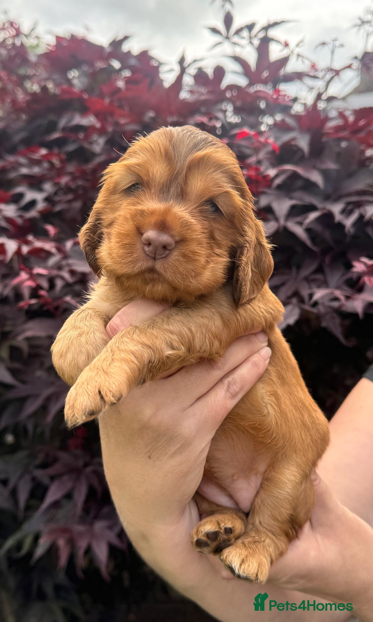 Cocker Spaniel dogs 💜💛🩷🩵OUTSTANDING KC SHOW COCKER SPANIELS 🌟 - Advert 2