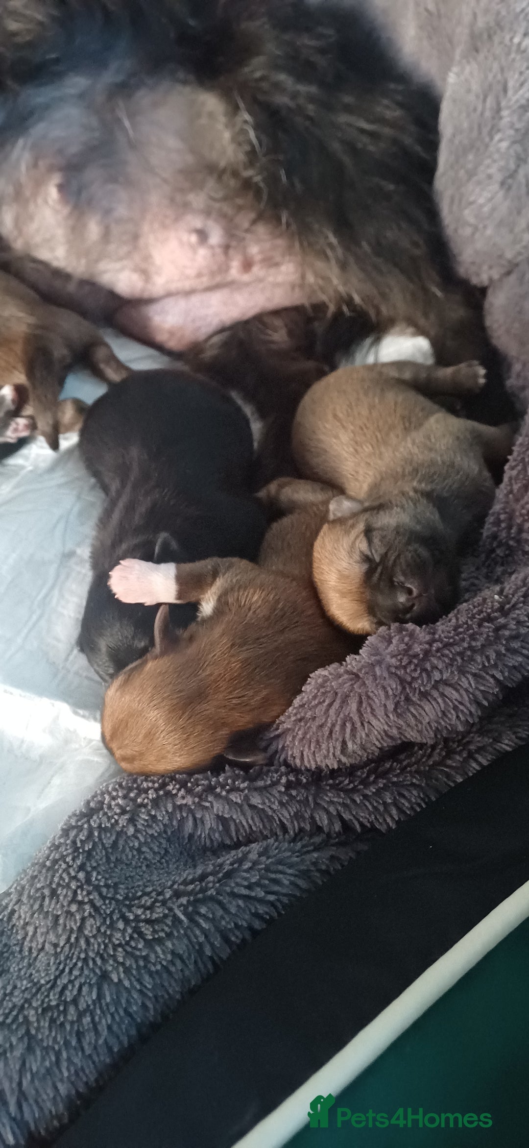 Shih Tzu dogs for sale: Beautiful colours Shihtzu puppies - Image 9