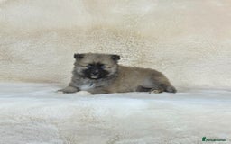 Pomsky dogs for sale: Stunning blue eyes F3 Pomsky puppies for sale  - Image 17